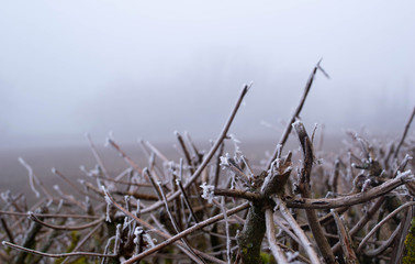 Tree branches with frost in winter