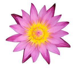 pink waterlily isolated on white background with clipping mask or selection path