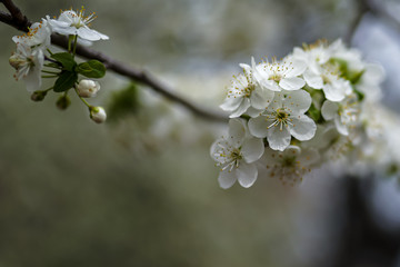 Allphotokz Blooming Trees 20190405 6676 A7M3