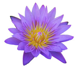 purple waterlily isolated on white background with clipping mask or selection path