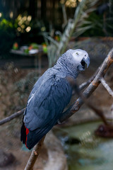 Closeup portrait of African grey parrot ( Psittacus Erithacus ) or jako. Travel to Lisbon, Portugal