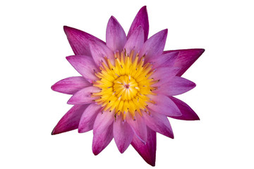 pink waterlily isolated on white background with clipping mask or selection path