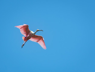 Roseate Spoonbill flying over breeding colony in Florida wetlands.