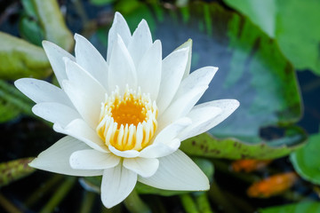 white waterlily with fresh green leaf in pond