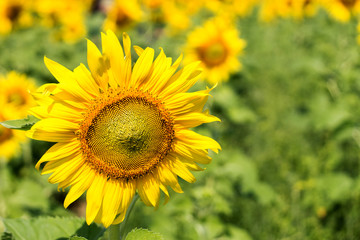 Obraz premium sunflower on summrer time
