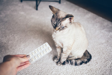 Devon Rex cat needs to take some medicine. Owner is giving a cat it’s pills. Health and care concept. Lifestyle