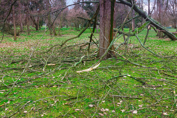 A tree fallen in a park during a gale extreme weather