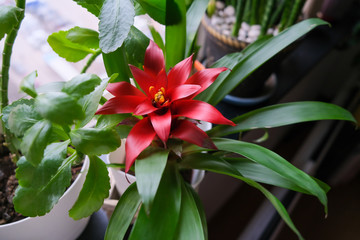 Potted houseplants on windowsill. Red flower of Bromelia Guzmania.
