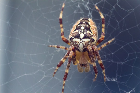 A closeup macro picture of a spider sitting on the web.