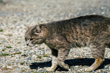 Cats in the street in Cyprus