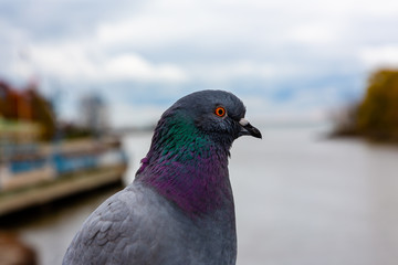Portrait of a pigeon over looking a bokeh river with fluffy blue clouds