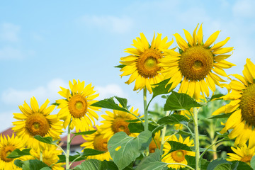 group of sunflower agains blue sky