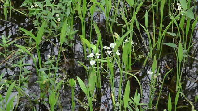 Grassy Arrowhead flowers (Sagittaria graminea) & Alligator Weed flowers (Alternanthera philoxeroides) at the Honey Island Wetland. Louisiana, USA