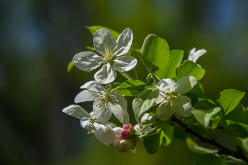 Allphotokz Blooming Trees 20190418 8604 D810