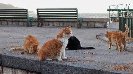 Sorrento - Gatti del porto