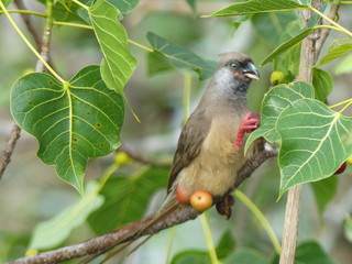 Speckled mousebird by Lake Victoria