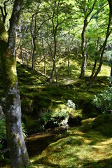 일본 교토 신비로운 이끼 정원