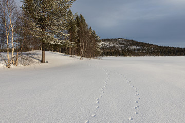 Abstract white background with animal footprints in the snow. Paw print of a wild or domestic animal on white snow in winter. © Kateryna