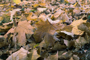 autumn leaves