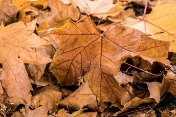 yellow autumn leaves