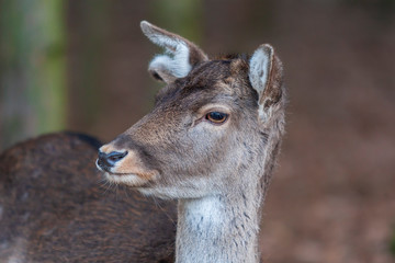 Dama dama - European Fallow Deer has beautiful antlers and lies in the setting sun in the woods among the trees