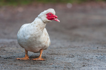 Anas platyrhynchos f. Domestica - White duck on a muddy road