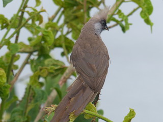 Speckled mousebird by Lake Victoria