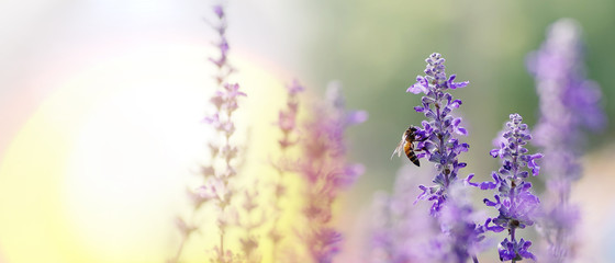 Honey bee pollinating working on purple - blue flowers of Blue Salvia or mealy sage the ornamental flower plant in summer garden nature background, panoramic view with copy space for banner. - Powered by Adobe