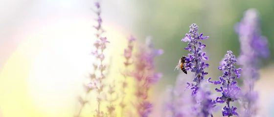 Aluminium Prints Bee Honey bee pollinating working on purple - blue flowers of Blue Salvia or mealy sage the ornamental flower plant in summer garden nature background, panoramic view with copy space for banner.