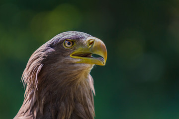 american bald eagle