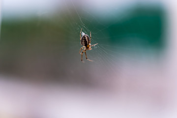 araña