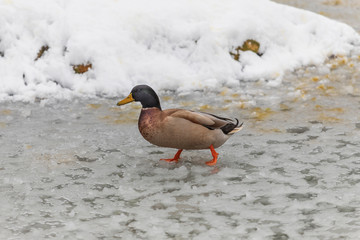 Beautiful ducks on a frozen pond in different positions.
