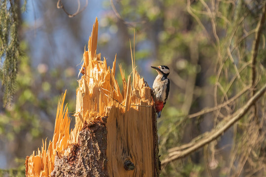 Dendrocopos major - Great Spotted Woodpecker on a tree stump zobe into the bark of a tree. The weather is sunny and the background is blurred by the low aperture of the camera.
