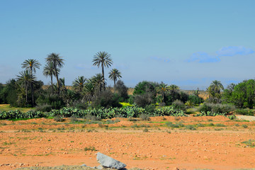 Sous River basin - palms (Morocco)
