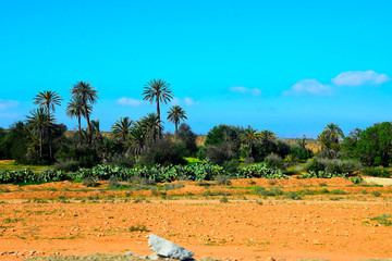 Palms in the Sous River basin (Crayon/Technicolor version)