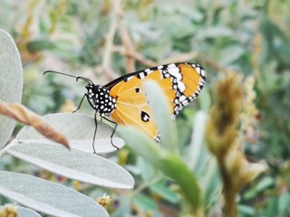 butterfly on a flower
