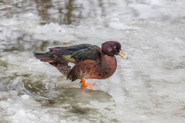 Beautiful ducks on a frozen pond in different positions.