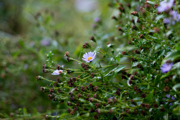 Flowers Aster Amellus real backround, beautiful bokeh on sunset