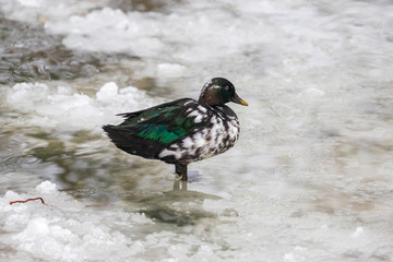 Duck standing on the ice of a frozen pond