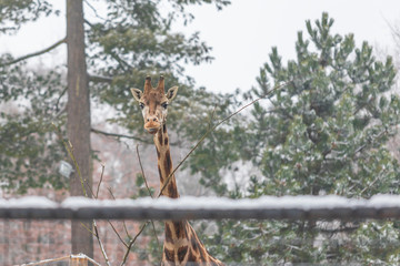 Portrait of the head of two Rothschild giraffe in winter
