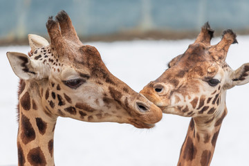 Portrait of the head of two Rothschild giraffe in winter