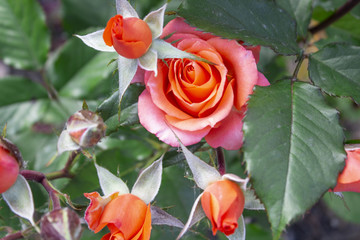 Beautiful rose flower in garden. Rose flower background. Roses flower texture. Lovely rose. Roses...