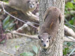 Rock dassie (hyrax) by Lake Victoria