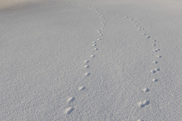 Abstract white background with animal footprints in the snow. Paw print of a wild or domestic animal on white snow in winter.