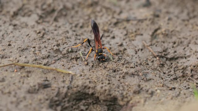 Wasps, black and yellow mud dauber digging through mud