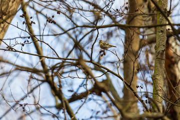 branches of tree in spring