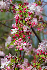 Pink and white crabapple blossoms opening from red buds with bokeh background.