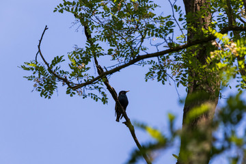Silhouette of a scythe which sits in a tree crown