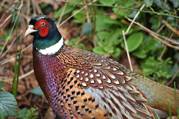 A male pheasant