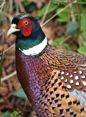 A male pheasant
